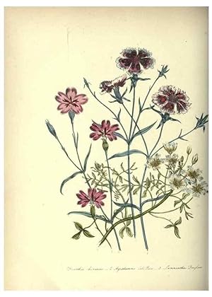 Seller image for Reproduccin/Reproduction 39953217363: The ladies flower-garden of ornamental annuals. London,W. S. Orr & co.[1849]. for sale by EL BOLETIN