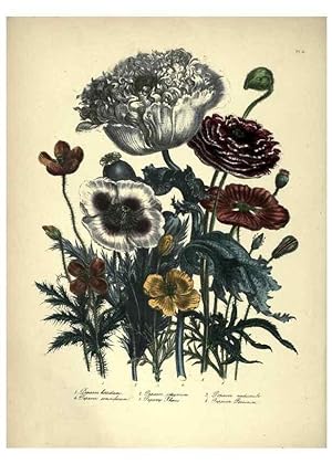 Seller image for Reproduccin/Reproduction 46193212904: The ladies flower-garden of ornamental annuals. London,W. S. Orr & co.[1849]. for sale by EL BOLETIN