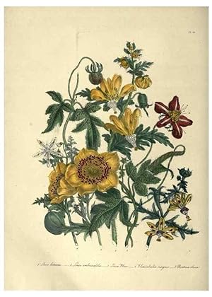 Seller image for Reproduccin/Reproduction 46865845502: The ladies flower-garden of ornamental annuals. London,W. S. Orr & co.[1849]. for sale by EL BOLETIN