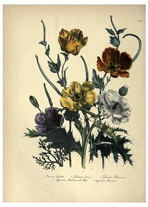 Seller image for Reproduccin/Reproduction 31976857117: The ladies flower-garden of ornamental annuals. London,W. S. Orr & co.[1849]. for sale by EL BOLETIN