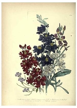 Seller image for Reproduccin/Reproduction 46003663725: The ladies flower-garden of ornamental annuals. London,W. S. Orr & co.[1849]. for sale by EL BOLETIN
