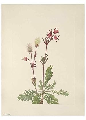 Seller image for Reproduccin/Reproduction 39951653163: North American wild flowers. Washington, D.C. :Smithsonian Institution,1925. for sale by EL BOLETIN