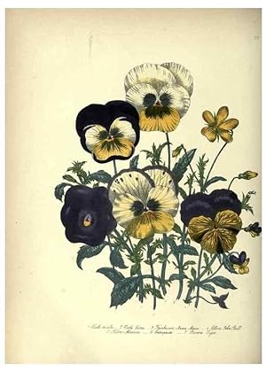 Seller image for Reproduccin/Reproduction 33042655148: The ladies flower-garden of ornamental annuals. London,W. S. Orr & co.[1849]. for sale by EL BOLETIN