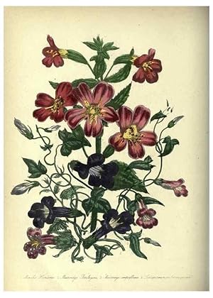Seller image for Reproduccin/Reproduction 33042680458: The ladies flower-garden of ornamental annuals. London,W. S. Orr & co.[1849]. for sale by EL BOLETIN