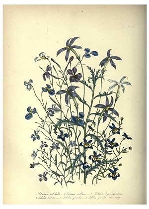 Seller image for Reproduccin/Reproduction 46917950821: The ladies flower-garden of ornamental annuals. London,W. S. Orr & co.[1849]. for sale by EL BOLETIN