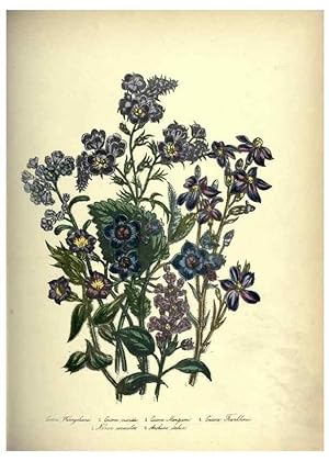 Seller image for Reproduccin/Reproduction 46003682535: The ladies flower-garden of ornamental annuals. London,W. S. Orr & co.[1849]. for sale by EL BOLETIN
