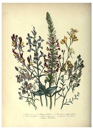 Seller image for Reproduccin/Reproduction 46917968211: The ladies flower-garden of ornamental annuals. London,W. S. Orr & co.[1849]. for sale by EL BOLETIN