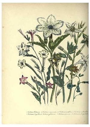 Seller image for Reproduccin/Reproduction 31976896417: The ladies flower-garden of ornamental annuals. London,W. S. Orr & co.[1849]. for sale by EL BOLETIN