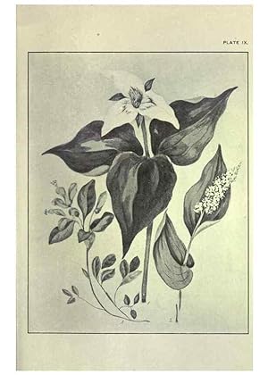 Imagen del vendedor de Reproduccin/Reproduction 33040795748: Studies of plant life in Canada :. Toronto :W. Briggs,1906. a la venta por EL BOLETIN