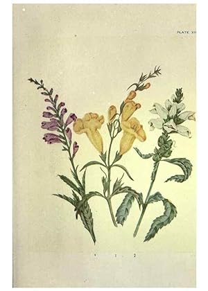 Bild des Verkufers fr Reproduccin/Reproduction 31974932207: Studies of plant life in Canada :. Toronto :W. Briggs,1906. zum Verkauf von EL BOLETIN
