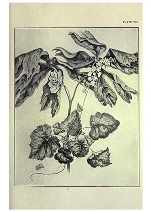 Bild des Verkufers fr Reproduccin/Reproduction 46864073352: Studies of plant life in Canada :. Toronto :W. Briggs,1906. zum Verkauf von EL BOLETIN