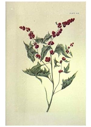 Bild des Verkufers fr Reproduccin/Reproduction 31974936127: Studies of plant life in Canada :. Toronto :W. Briggs,1906. zum Verkauf von EL BOLETIN