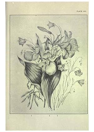 Bild des Verkufers fr Reproduccin/Reproduction 46864076692: Studies of plant life in Canada :. Toronto :W. Briggs,1906. zum Verkauf von EL BOLETIN
