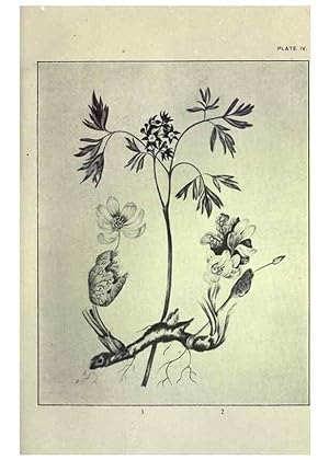 Bild des Verkufers fr Reproduccin/Reproduction 33040793688: Studies of plant life in Canada :. Toronto :W. Briggs,1906. zum Verkauf von EL BOLETIN