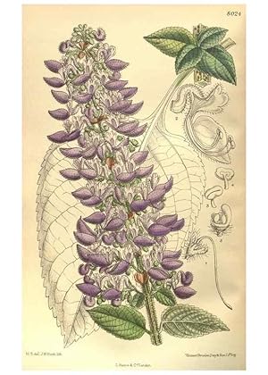 Seller image for Reproduccin/Reproduction 35585251190: Curtiss botanical magazine. London ; New York [etc.] :Academic Press [etc.] for sale by EL BOLETIN