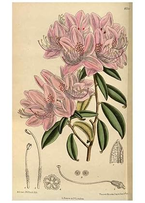 Seller image for Reproduccin/Reproduction 35668004680: Curtiss botanical magazine. London ; New York [etc.] :Academic Press [etc.] for sale by EL BOLETIN