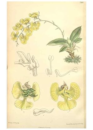 Seller image for Reproduccin/Reproduction 35398596416: Curtiss botanical magazine. London ; New York [etc.] :Academic Press [etc.] for sale by EL BOLETIN