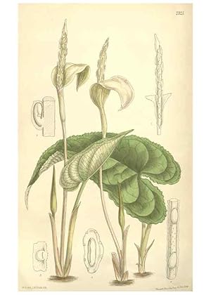 Seller image for Reproduccin/Reproduction 35308464391: Curtiss botanical magazine. London ; New York [etc.] :Academic Press [etc.] for sale by EL BOLETIN