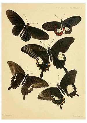 Imagen del vendedor de Reproduccin/Reproduction 35023967574: On the phenomena of variation and geographical distribution as illustrated by the Papilionidae of the Malayan region. London,1865 a la venta por EL BOLETIN