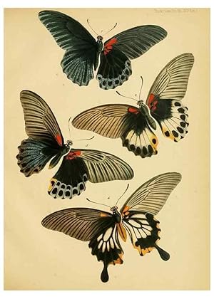 Imagen del vendedor de Reproduccin/Reproduction 35475936080: On the phenomena of variation and geographical distribution as illustrated by the Papilionidae of the Malayan region. London,1865 a la venta por EL BOLETIN
