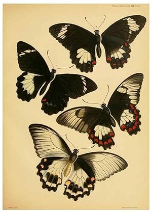 Imagen del vendedor de Reproduccin/Reproduction 35023963624: On the phenomena of variation and geographical distribution as illustrated by the Papilionidae of the Malayan region. London,1865 a la venta por EL BOLETIN