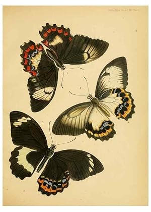 Imagen del vendedor de Reproduccin/Reproduction 35694537202: On the phenomena of variation and geographical distribution as illustrated by the Papilionidae of the Malayan region. London,1865 a la venta por EL BOLETIN