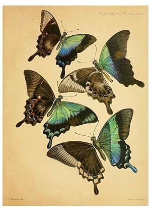 Imagen del vendedor de Reproduccin/Reproduction 35694541262: On the phenomena of variation and geographical distribution as illustrated by the Papilionidae of the Malayan region. London,1865 a la venta por EL BOLETIN