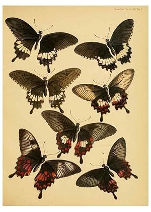 Imagen del vendedor de Reproduccin/Reproduction 35023961264: On the phenomena of variation and geographical distribution as illustrated by the Papilionidae of the Malayan region. London,1865 a la venta por EL BOLETIN