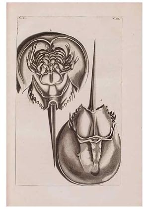 Imagen del vendedor de Reproduccin/Reproduction 36922325902: DAmboinsche Rariteitkamer . :. TAmsterdam :Gedrukt by Franc?ois Halma,1705. a la venta por EL BOLETIN