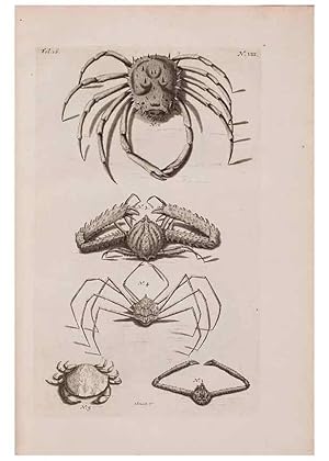 Imagen del vendedor de Reproduccin/Reproduction 36257426274: DAmboinsche Rariteitkamer . :. TAmsterdam :Gedrukt by Franc?ois Halma,1705. a la venta por EL BOLETIN