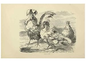 Imagen del vendedor de Reproduccin/Reproduction 37089470105: The poultry book :. London ;G. Routledge,1867. a la venta por EL BOLETIN