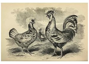 Imagen del vendedor de Reproduccin/Reproduction 36900988966: The poultry book :. London ;G. Routledge,1867. a la venta por EL BOLETIN