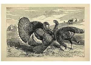 Imagen del vendedor de Reproduccin/Reproduction 36254246844: The poultry book :. London ;G. Routledge,1867. a la venta por EL BOLETIN