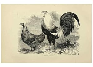 Imagen del vendedor de Reproduccin/Reproduction 36276179503: The poultry book :. London ;G. Routledge,1867. a la venta por EL BOLETIN