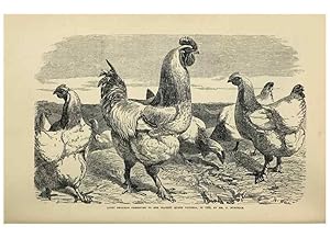 Imagen del vendedor de Reproduccin/Reproduction 37089420665: The poultry book :. London ;G. Routledge,1867. a la venta por EL BOLETIN