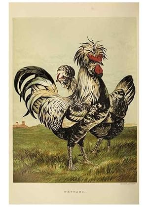 Imagen del vendedor de Reproduccin/Reproduction 37089465885: The poultry book :. London ;G. Routledge,1867. a la venta por EL BOLETIN