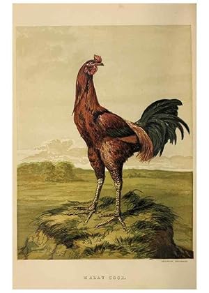 Imagen del vendedor de Reproduccin/Reproduction 36276159043: The poultry book :. London ;G. Routledge,1867. a la venta por EL BOLETIN