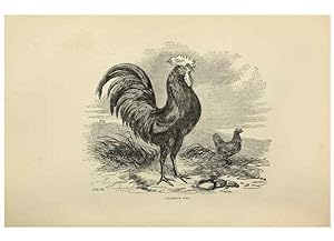 Imagen del vendedor de Reproduccin/Reproduction 37089449385: The poultry book :. London ;G. Routledge,1867. a la venta por EL BOLETIN