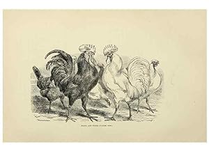 Imagen del vendedor de Reproduccin/Reproduction 37089451615: The poultry book :. London ;G. Routledge,1867. a la venta por EL BOLETIN