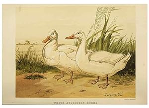 Imagen del vendedor de Reproduccin/Reproduction 36254249674: The poultry book :. London ;G. Routledge,1867. a la venta por EL BOLETIN