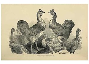 Imagen del vendedor de Reproduccin/Reproduction 37089396325: The poultry book :. London ;G. Routledge,1867. a la venta por EL BOLETIN