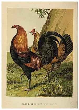 Imagen del vendedor de Reproduccin/Reproduction 36947935411: The poultry book :. London ;G. Routledge,1867. a la venta por EL BOLETIN