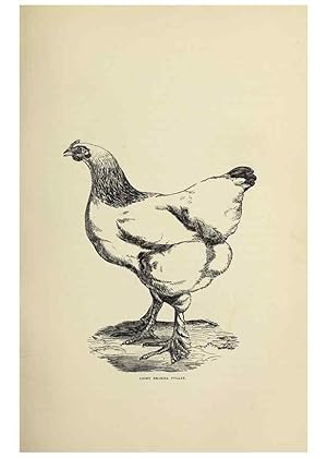 Imagen del vendedor de Reproduccin/Reproduction 36276155283: The poultry book :. London ;G. Routledge,1867. a la venta por EL BOLETIN