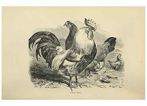 Imagen del vendedor de Reproduccin/Reproduction 37089441265: The poultry book :. London ;G. Routledge,1867. a la venta por EL BOLETIN