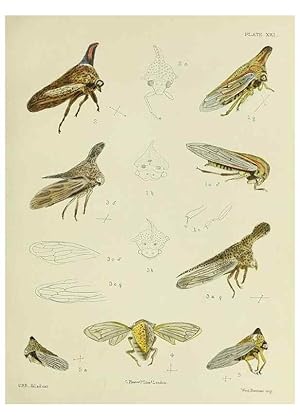 Immagine del venditore per Reproduccin/Reproduction 37583930694: A monograph of the Membracid,. London,L. Reeve & co., limited,1903. venduto da EL BOLETIN