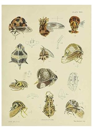 Immagine del venditore per Reproduccin/Reproduction 38240665996: A monograph of the Membracid,. London,L. Reeve & co., limited,1903. venduto da EL BOLETIN