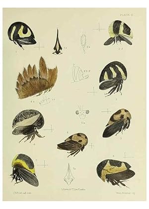 Immagine del venditore per Reproduccin/Reproduction 38240615926: A monograph of the Membracid,. London,L. Reeve & co., limited,1903. venduto da EL BOLETIN