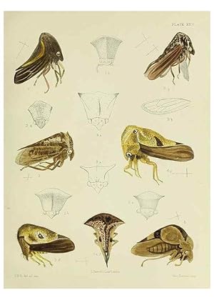 Immagine del venditore per Reproduccin/Reproduction 37583936134: A monograph of the Membracid,. London,L. Reeve & co., limited,1903. venduto da EL BOLETIN