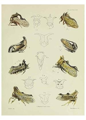 Immagine del venditore per Reproduccin/Reproduction 24424663978: A monograph of the Membracid,. London,L. Reeve & co., limited,1903. venduto da EL BOLETIN