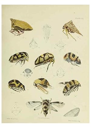 Immagine del venditore per Reproduccin/Reproduction 38295544701: A monograph of the Membracid,. London,L. Reeve & co., limited,1903. venduto da EL BOLETIN